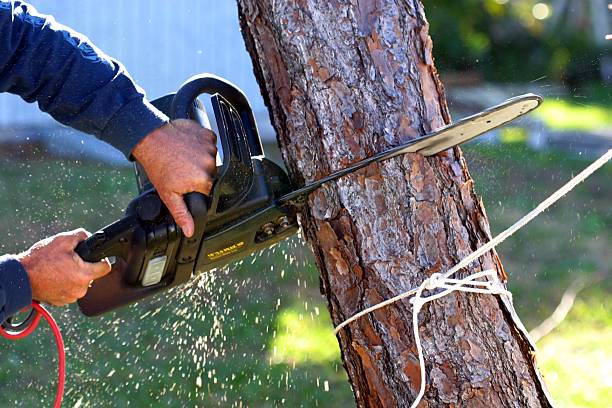 Covington, WA Tree Removal Services Company